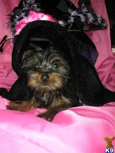 Silky Terrier Puppies for Sale